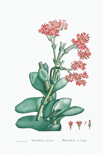 Rochea Falcata (Propeller Plant) from Histoire des Plantes Grasses (17.. | Free public domain illustration - 2355679