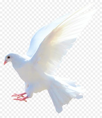 Rock dove Columbidae Bird Flight Sparrow - Dove 