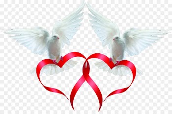 Rock dove Columbidae Bird Ribbon - Pigeon Love ribbon 