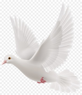 Rock dove Columbidae Bird - Snowy pigeons 