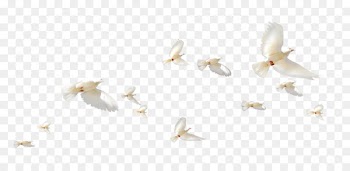 Rock dove Flight Columbidae Wing - A group of white pigeons 