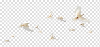 Rock dove Flight Columbidae Wing, A group of white pigeons transparent background PNG clipart