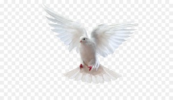 Rock dove Homing pigeon Columbidae - Puchi flying bird 