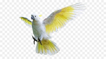 Rock dove Lovebird Budgerigar Sulphur-crested cockatoo - bird 