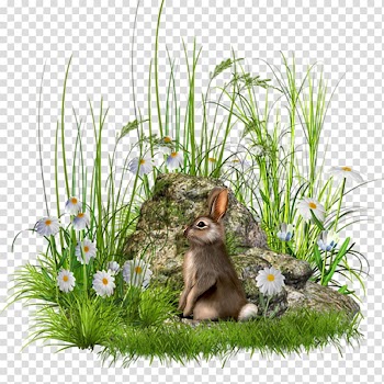 Rock Flower , rock transparent background PNG clipart