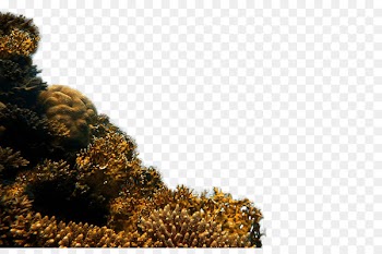 Rock Islands Coral reef fish - reef 