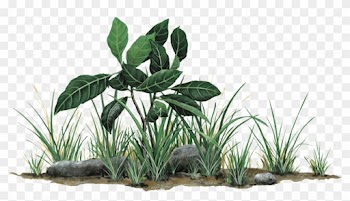 Rock Leaf Plant Wall Decal Sticker - Walls Of The Wild Rock Leaf Peel