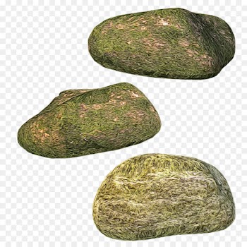 rock pebble plant