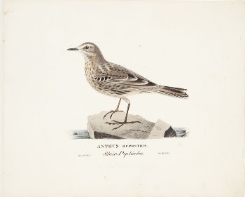 Rock pipit, 1829, Magnus von | Free Photo - rawpixel