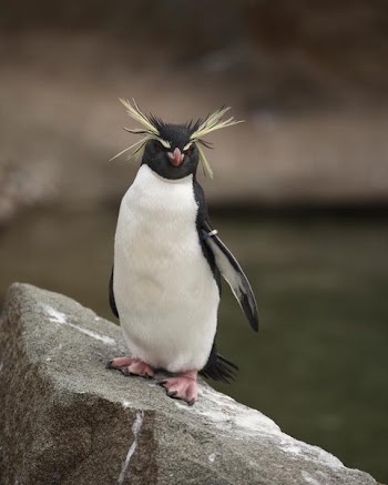 rockhopper_penguin.jpg