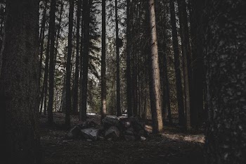 Rockpile In Forest