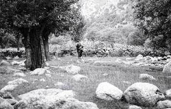 Rocks, Grass, and Trees during Day