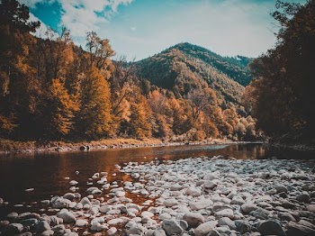 rocks on stream of water between brown tall trees with mountain background during daytime