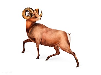 Rocky Mountain Sheep illustration | Free stock vector - 457926