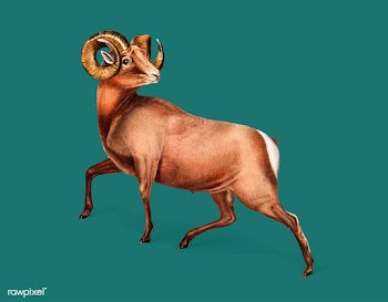 Rocky Mountain Sheep illustration | Free stock vector - 457939