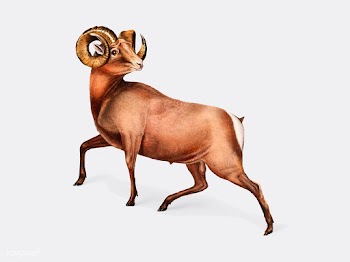 Rocky Mountain Sheep illustration | Free stock vector - 457945