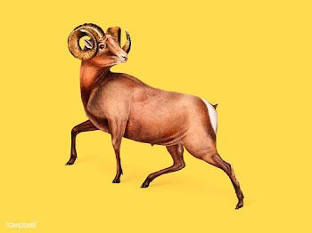Rocky Mountain Sheep illustration | Free stock vector - 457949