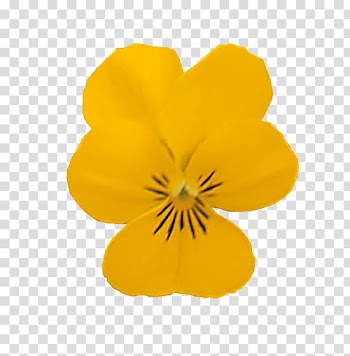 Rocky Viola cornuta Color Pansy Violet, cornuta transparent background PNG clipart