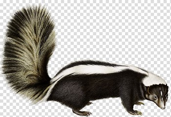 Rodent Animal Fauna Fur Wildlife, skunk transparent background PNG clipart