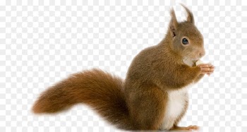 Rodent Chipmunk Red squirrel Desktop Wallpaper Image - cat 