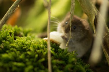 Rodent Near Plant