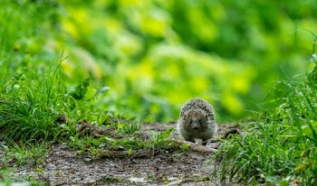 Rodent on Green Grass