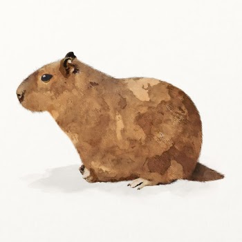 Rodent watercolor illustration, cute Capybara | Free Photo Illustration - rawpixel
