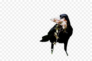 rodeo