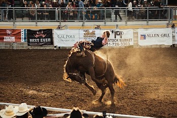 rodeo game in action