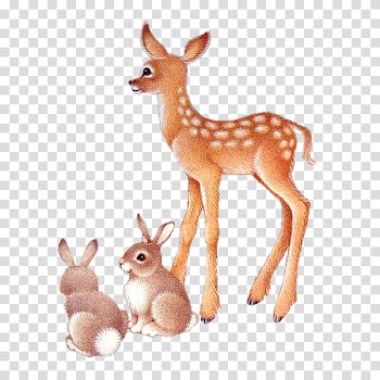 Roe deer, Deer transparent background PNG clipart