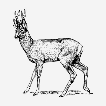 Roe deer drawing, vintage wildlife | Free Photo - rawpixel