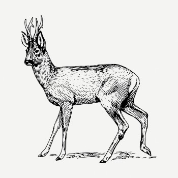 Roe deer drawing, vintage wildlife | Free PSD - rawpixel