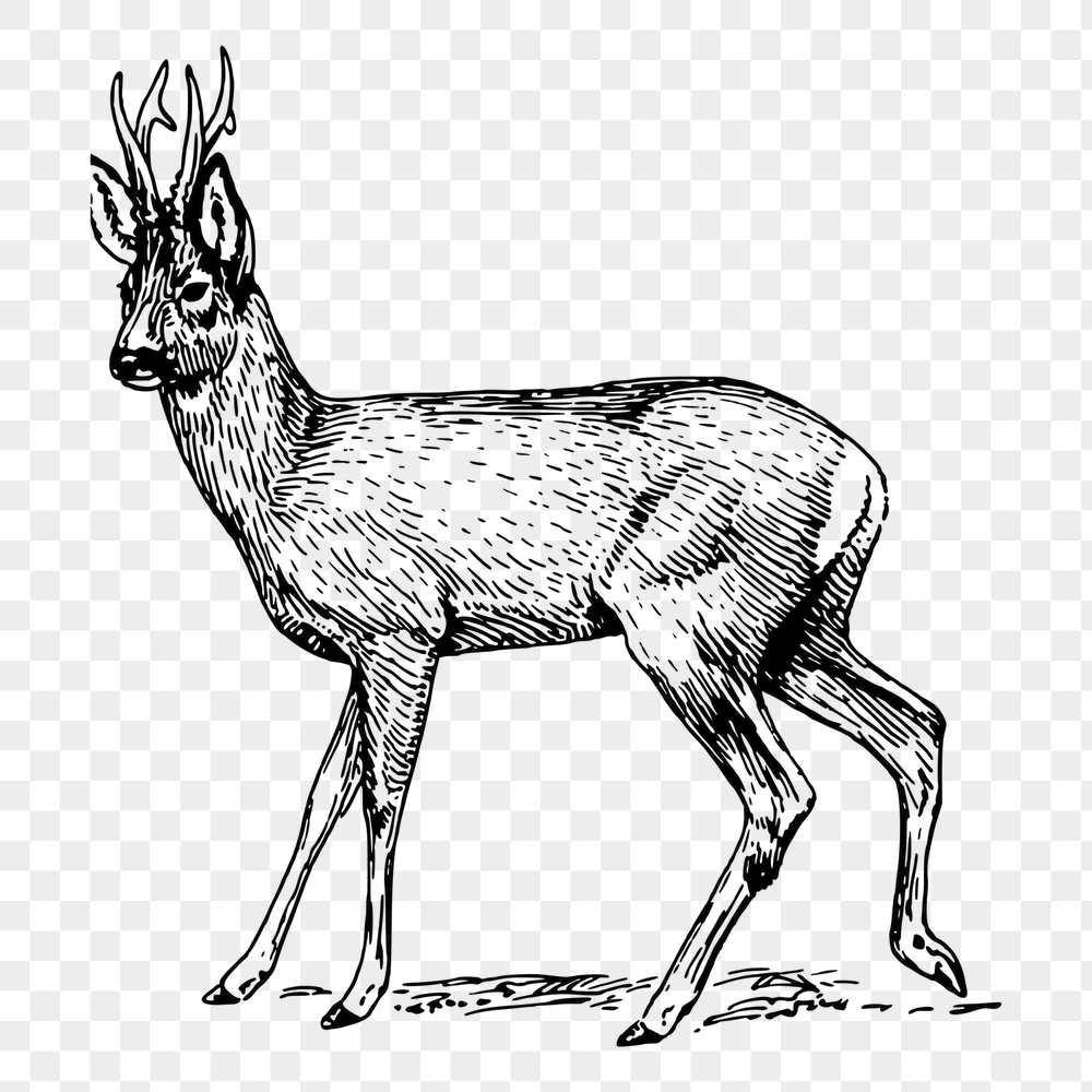 Roe deer png sticker, vintage | Free PNG - rawpixel