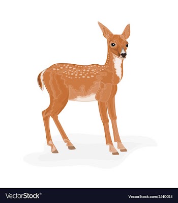 Roe-Deer vector image