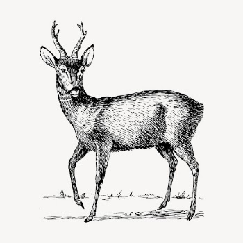 Roebuck clipart, vintage animal illustration | Free Vector - rawpixel