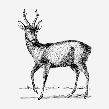 Roebuck drawing, vintage wildlife illustration. | Free Photo - rawpixel