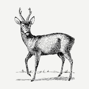 Roebuck drawing, vintage wildlife illustration | Free PSD - rawpixel