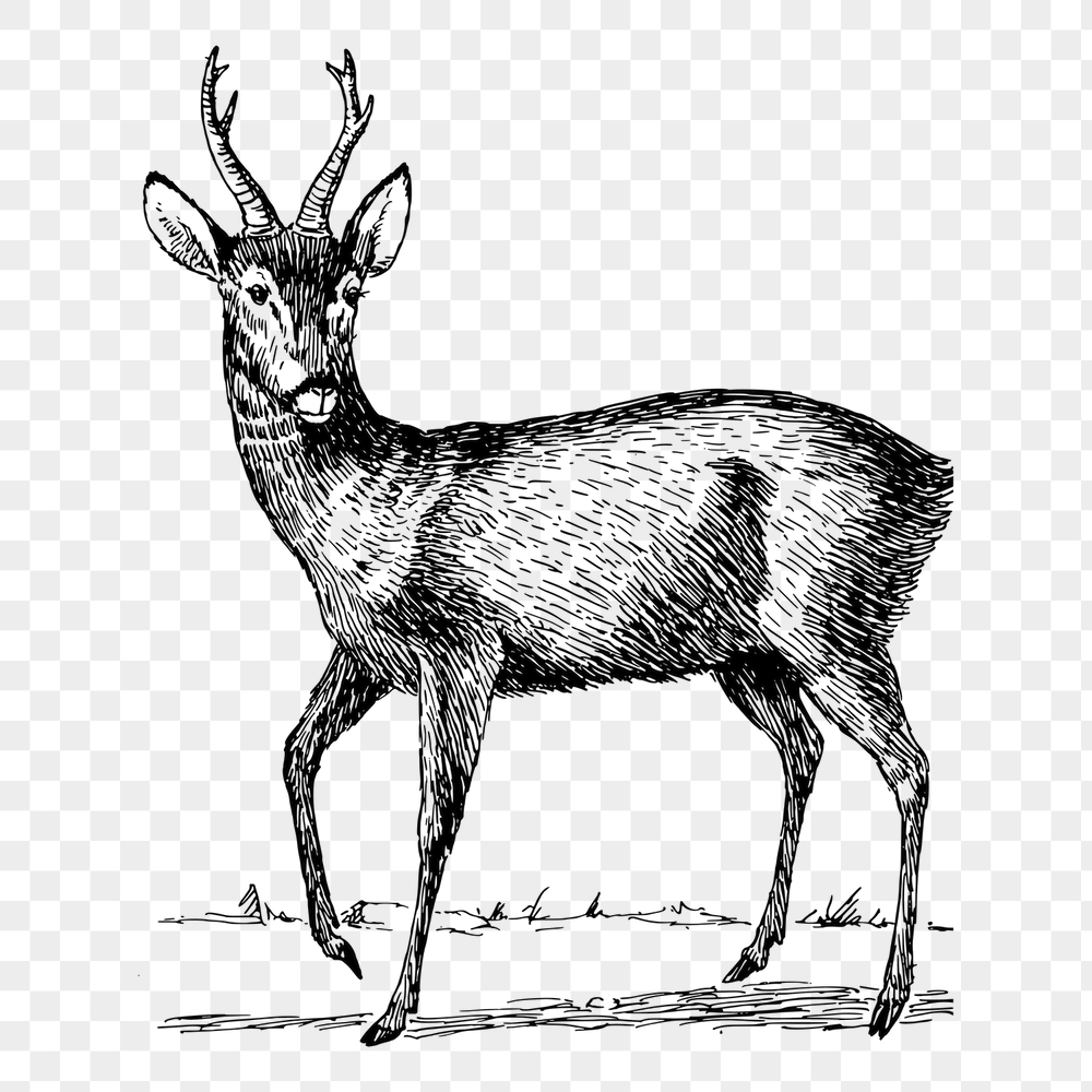 Roebuck png sticker, vintage animal | Free PNG - rawpixel