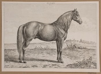 Rolf.A horse in the field | Free Photo - rawpixel