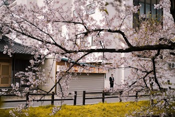 Roller Shutter Across the Street from Cherry Blossom
