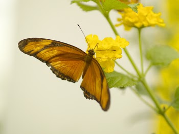 rollingroscoe__8200940.JPG