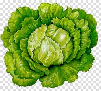 Romaine lettuce Botany Leaf vegetable Botanical illustration, vegetable transparent background PNG clipart