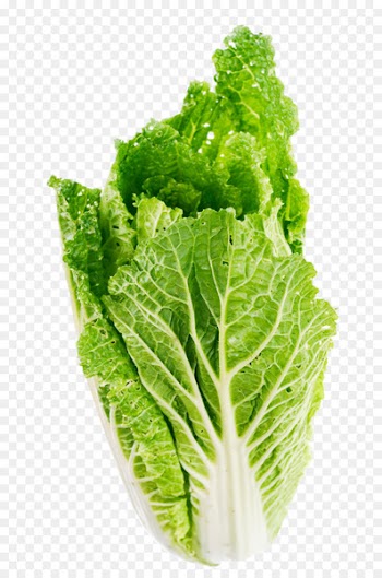 Romaine lettuce Celtuce Butterhead lettuce Vegetable - Lettuce Leaf 