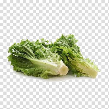 Romaine lettuce Cream Lettuce sandwich Chocolate cake Birthday cake, Vegetable butter lettuce transparent background PNG clipart
