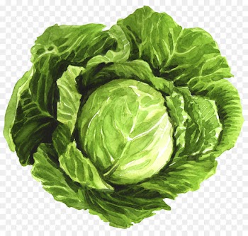 Romaine Lettuce, Food, Goat, Cabbage, Leaf Vegetable PNG