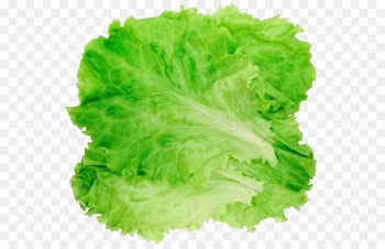 Romaine lettuce Hamburger Salad Clip art - lettuce 