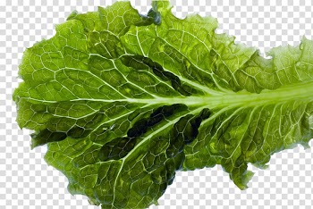 Romaine lettuce Leaf Food, Vegetable leaf transparent background PNG clipart