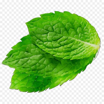 Romaine lettuce Leaf Spring greens Spearmint -  