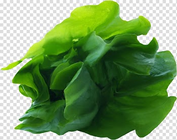Romaine lettuce Leaf Vegetable, Green leaf vegetables transparent background PNG clipart