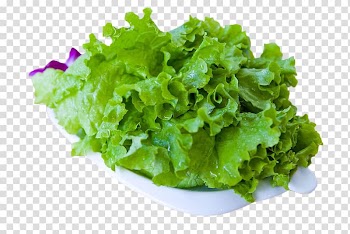 Romaine lettuce Leaf vegetable, green vegetables transparent background PNG clipart